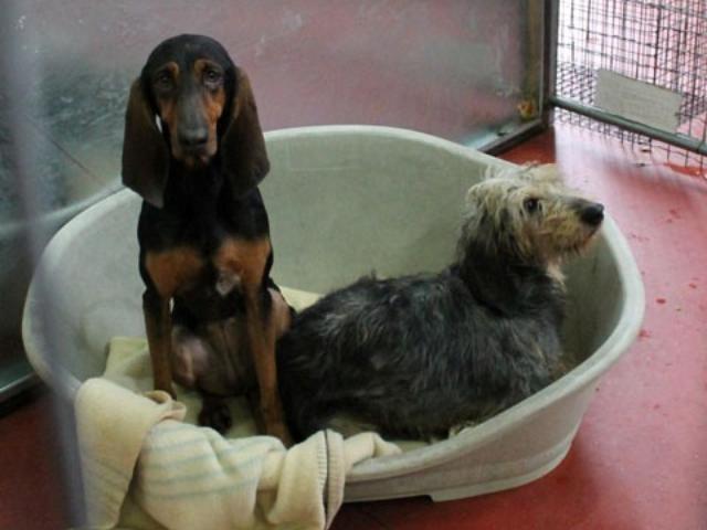 Peggy e Bea